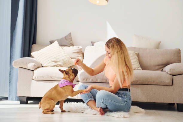 Playing with pet. Woman with pug dog is at home at daytime.