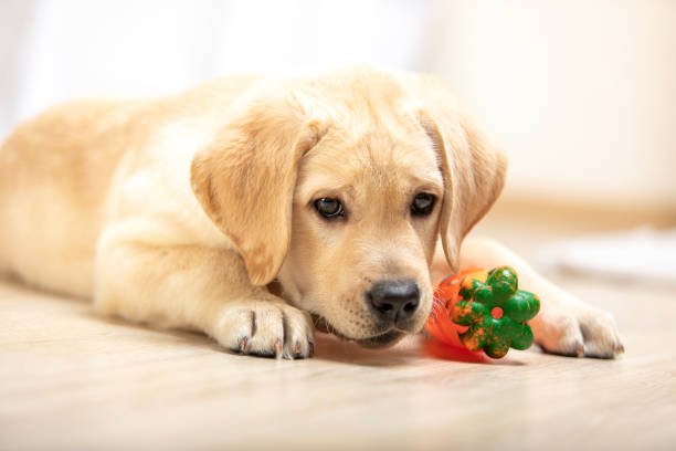 little labrador puppy played with toy in the house