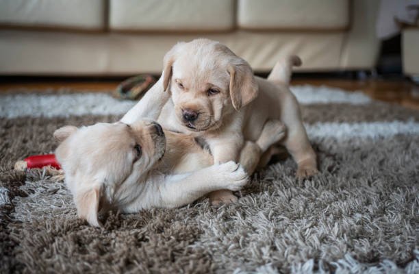 Puppies playing at home