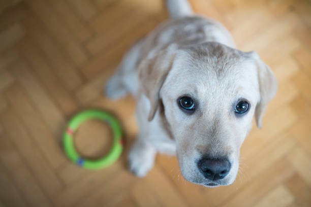 Labrador puppy playing with his toy hoop