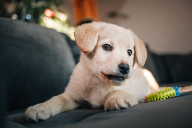 Labrador Retriever Puppy Playing With Toy On Sofa