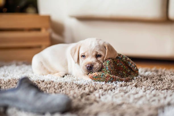 Puppy playing at home