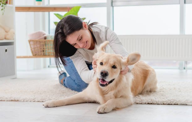Young girl having fun with golden retriever dog indoors